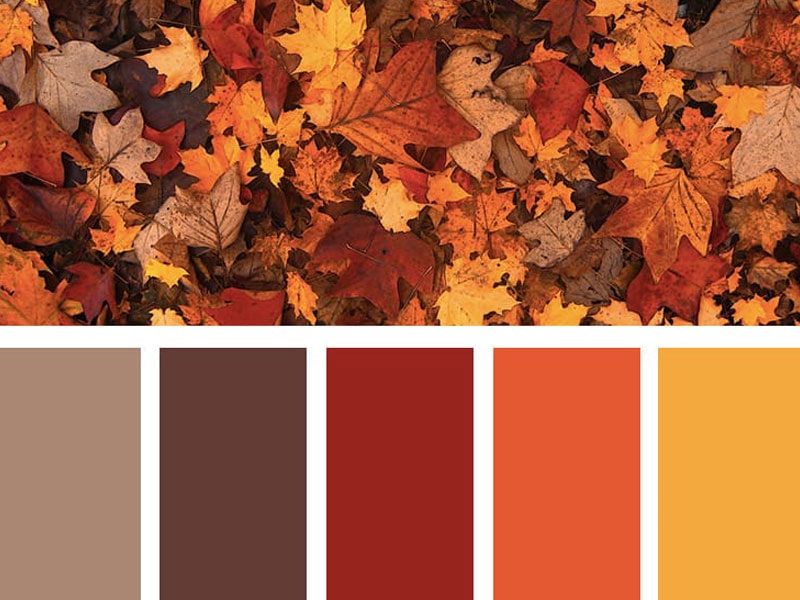 تصویر شاخص رنگ های پاییزه کدامند؟