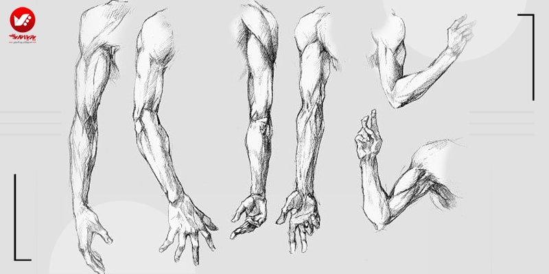 کشیدن بازوها در آناتومی بدن